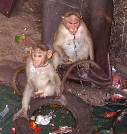 Monkeys