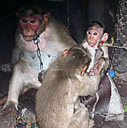Monkeys
