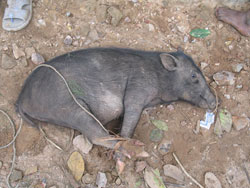 Bound piglet