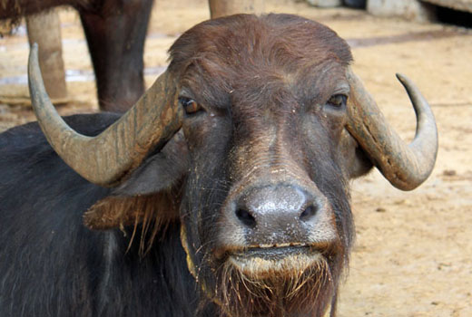 Water buffalo