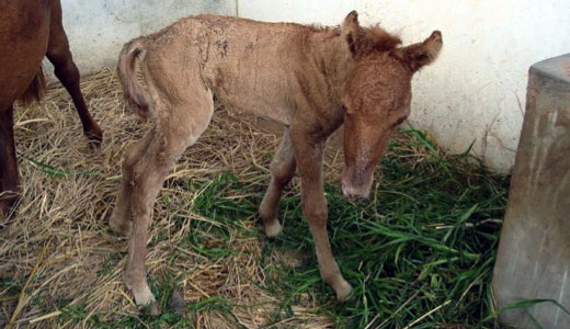 New foal