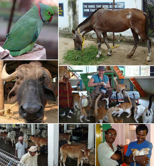 Photos from VSPCA
