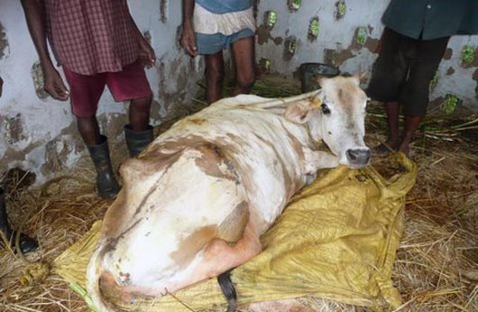 Cow rescued from illegal slaughter
