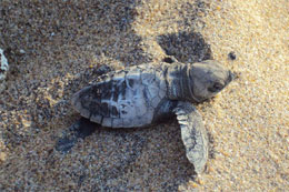 Sea turtle