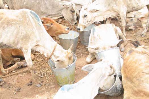 Rescused cows eating