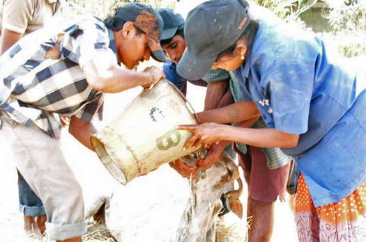 Feeding rescued cows