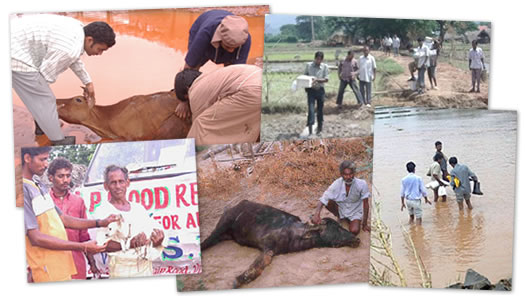 VSPCA's previous flood-time rescue efforts