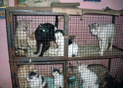 Too many cats