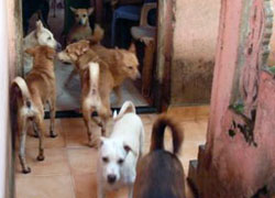 Too many dogs