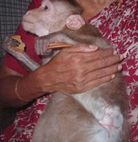 Rescued monkey