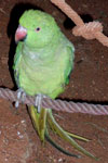 Rescued Parrot