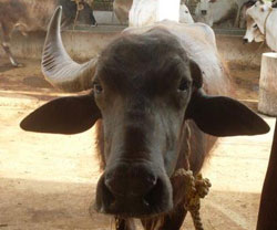 Balram