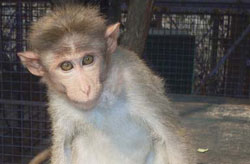 Chintu