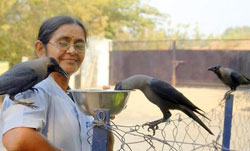 Crows