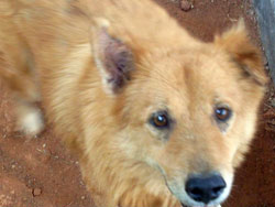 Gebo