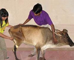 Gomanta
