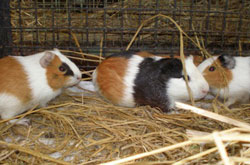 Guinea Pigs