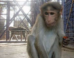 Mika