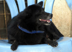 Small Blackie