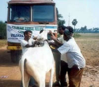 Checking on cow.