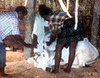 Cow treatment.
