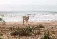 Cow on beach