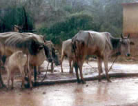 Emaciated cattle