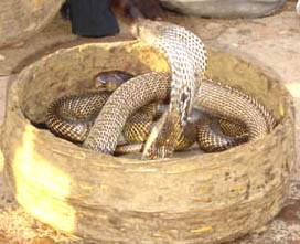 Captured cobras