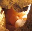 Sea turtle eggs