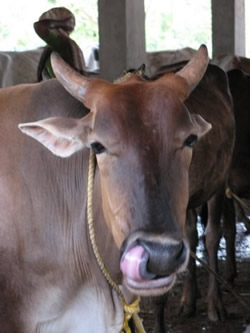 Cow