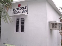 Olive's cat surgery ward