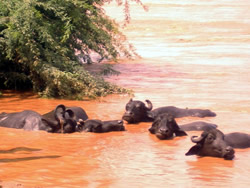 Buffalo in the flood water