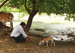 Feeding dog