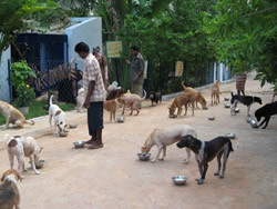 Dogs feeding